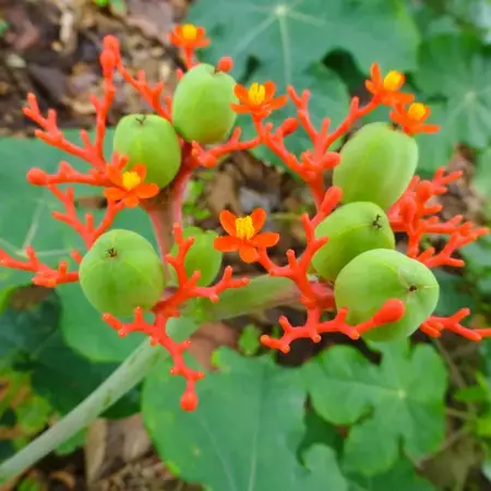 Flaschenpflanze (Jatropha podagrica) - 5 Samen - Exotisches Saatgut kaufen? Garden-Select.de