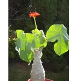 Bottle plant (Jatropha podagrica) - 5 Seeds - Buying Exotic Seeds? Garden-Select.com