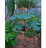 Bottle plant (Jatropha podagrica) - 5 Seeds - Buying Exotic Seeds? Garden-Select.com