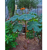 Flaschenpflanze (Jatropha podagrica) - 5 Samen - Exotisches Saatgut kaufen? Garden-Select.de