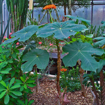 Flaschenpflanze (Jatropha podagrica) - 5 Samen