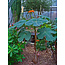 Bottle plant (Jatropha podagrica) - 5 Seeds - Buying Exotic Seeds? Garden-Select.com