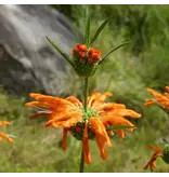 Lion's ear (Leonotis leonurus) - 10 Seeds - Buying Exotic Seeds? Garden-Select.com