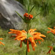 Löwenmäulchen (Leonotis leonurus) - 10 Saatgut