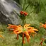 Lion's ear (Leonotis leonurus) - 10 Seeds - Buying Exotic Seeds? Garden-Select.com