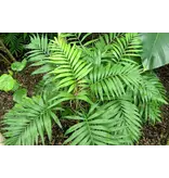 Mexican Dwarf Palm (Chamaedorea Elegans) - 15 Seeds - Garden-Select.com