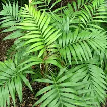 Dwarf Palm (Chamaedorea Elegans) - 15 Seeds