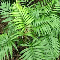 Dwarf Palm (Chamaedorea Elegans) - 15 Seeds