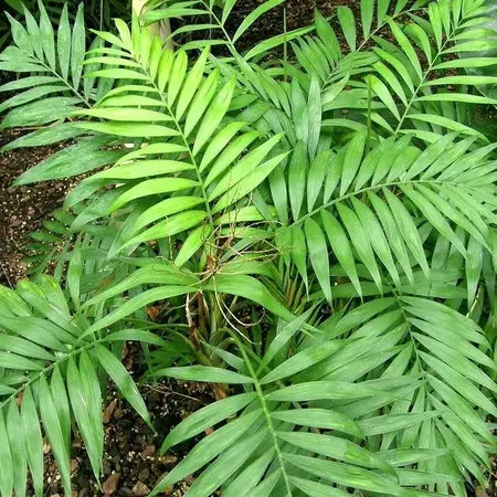 Mexican Dwarf Palm (Chamaedorea Elegans) - 15 Seeds - Garden-Select.com