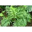 Mexican Dwarf Palm (Chamaedorea Elegans) - 15 Seeds - Garden-Select.com