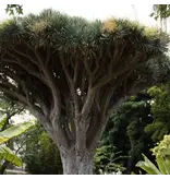 Dragon Tree (Dracaena draco) - 5 Seeds - Exotic houseplants - Garden Select