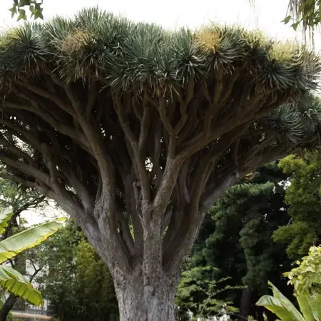 Dragon Tree (Dracaena draco) - 5 Seeds - Exotic houseplants - Garden Select