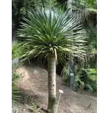 Dragon Tree (Dracaena draco) - 5 Seeds - Exotic houseplants - Garden Select