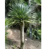 Drakenbloedboom (Dracaena draco) - 5 Zaden - Exotische Kamerplanten - Garden Select