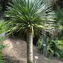 Drachenbaum (Dracaena draco) - 5 Samen