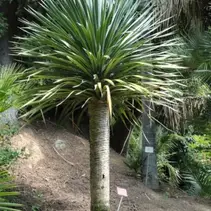 Drachenbaum (Dracaena draco) - 5 Samen