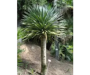 Drachenbaum (Dracaena draco) - 5 Samen - Exotische Zimmerpflanzen - Garden  Select | Garden Select