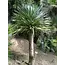 Dragon Tree (Dracaena draco) - 5 Seeds - Exotic houseplants - Garden Select