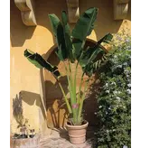 Baum der Reisenden (Ravenala madagascariensis) - 10 Samen - Garden-Select.de