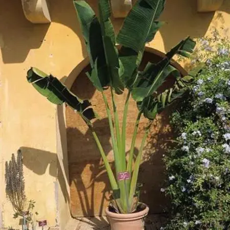 Traveller's tree (Ravenala madagascariensis) - 10 Seeds - Garden Select