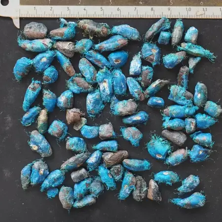 Baum der Reisenden (Ravenala madagascariensis) - 10 Samen - Garden-Select.de