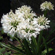 Agapanthus Nana Wit - 20 Zaden