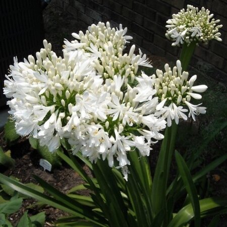 African Lily - Agapanthus Nana White - 20 Seeds - Garden-Select.com