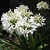 Agapanthus Nana White - 20 Seeds