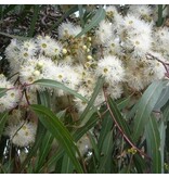 Eucalyptus - Citridora - 20 Zaden