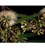 Eucalyptus - Citridora - 20 Zaden