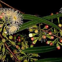 Eucalyptus - Citridora - 20 Zaden