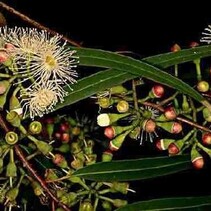 Eucalyptus - Citridora - 20 Zaden