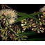 Eucalyptus - Citridora - 20 Seeds