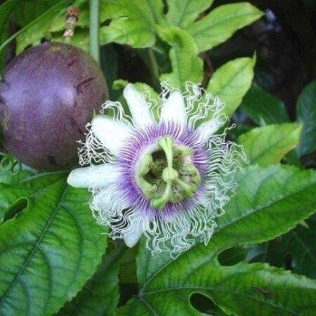 Passiflora Edulis - 20 Zaden - Exotische Zaden - Tropische Vruchten - Garden Select