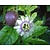 Passiflora Edulis - 20 Samen