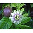 Passiflora Edulis - 20 Seeds - Exotic Seeds - Tropical Fruit - Garden Select