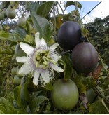 Passiflora Edulis - 20 Zaden - Exotische Zaden - Tropische Vruchten - Garden Select