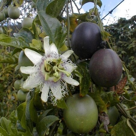Passiflora Edulis - 20 Seeds - Exotic Seeds - Tropical Fruit - Garden Select