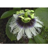 Passiflora Edulis - 20 Seeds - Exotic Seeds - Tropical Fruit - Garden Select