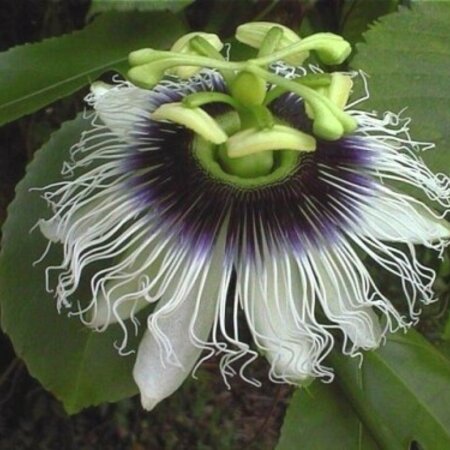 Passiflora Edulis - 20 Seeds - Exotic Seeds - Tropical Fruit - Garden Select
