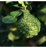 Citrus Histrix - 10 Seeds - Buying Exotic Seeds? Garden-Select.com