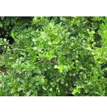 Citrus Histrix - 10 Seeds - Buying Exotic Seeds? Garden-Select.com