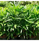 Rhapis Excelsa (Lady Palm) - 10 Zaden - Exotische Zaden Kopen? Garden Select