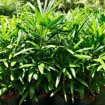 Rhapis Excelsa (Lady Palm) - 10 Seeds