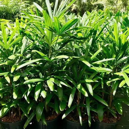 Rhapis Excelsa (Lady Palm) - 10 Zaden - Exotische Zaden Kopen? Garden Select