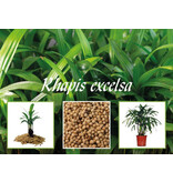 Rhapis Excelsa (Lady Palm) - 10 Seeds - Buying Exotic Seeds? Garden Select