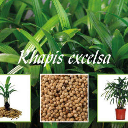 Rhapis Excelsa (Lady Palm) - 10 Seeds - Buying Exotic Seeds? Garden Select