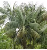 Kentia palm (Howea forsteriana) - 5 Seeds - Buying Exotic Seeds? Garden Select