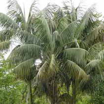 Kentia palm (Howea forsteriana) - 5 Seeds