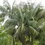 Kentia palm (Howea forsteriana) - 5 Seeds - Buying Exotic Seeds? Garden Select